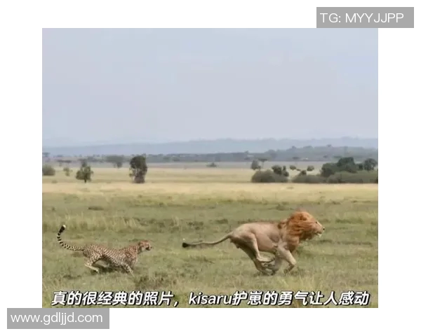 足球明星小猎豹的传奇故事与精彩小说推荐合集